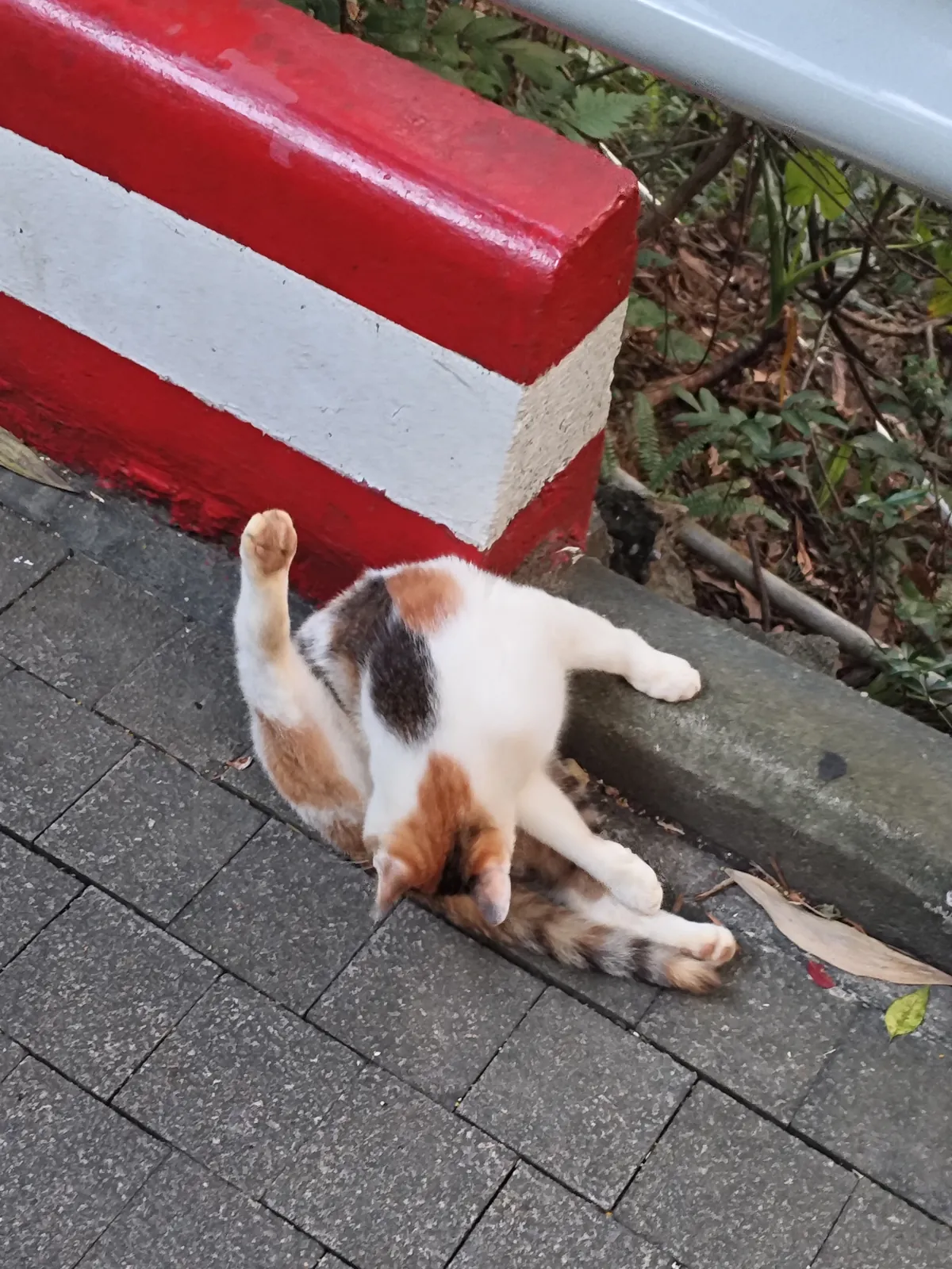 白云山猫猫图鉴 01
