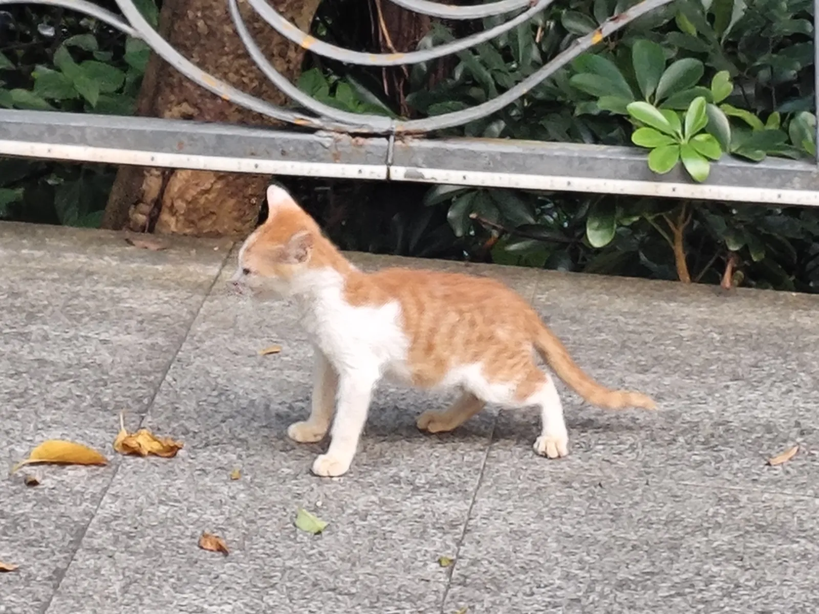 白云山猫猫图鉴 02