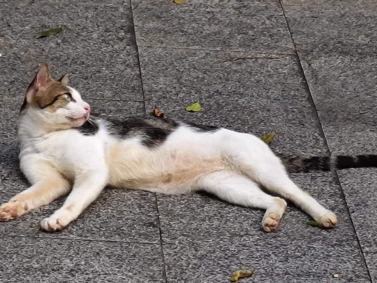 白云山猫猫图鉴 03