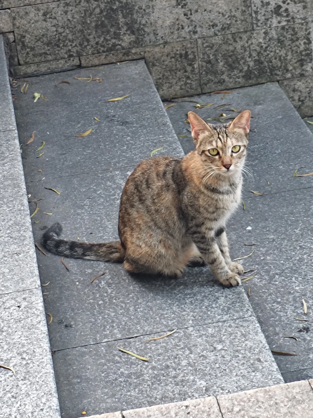 白云山猫猫图鉴 05