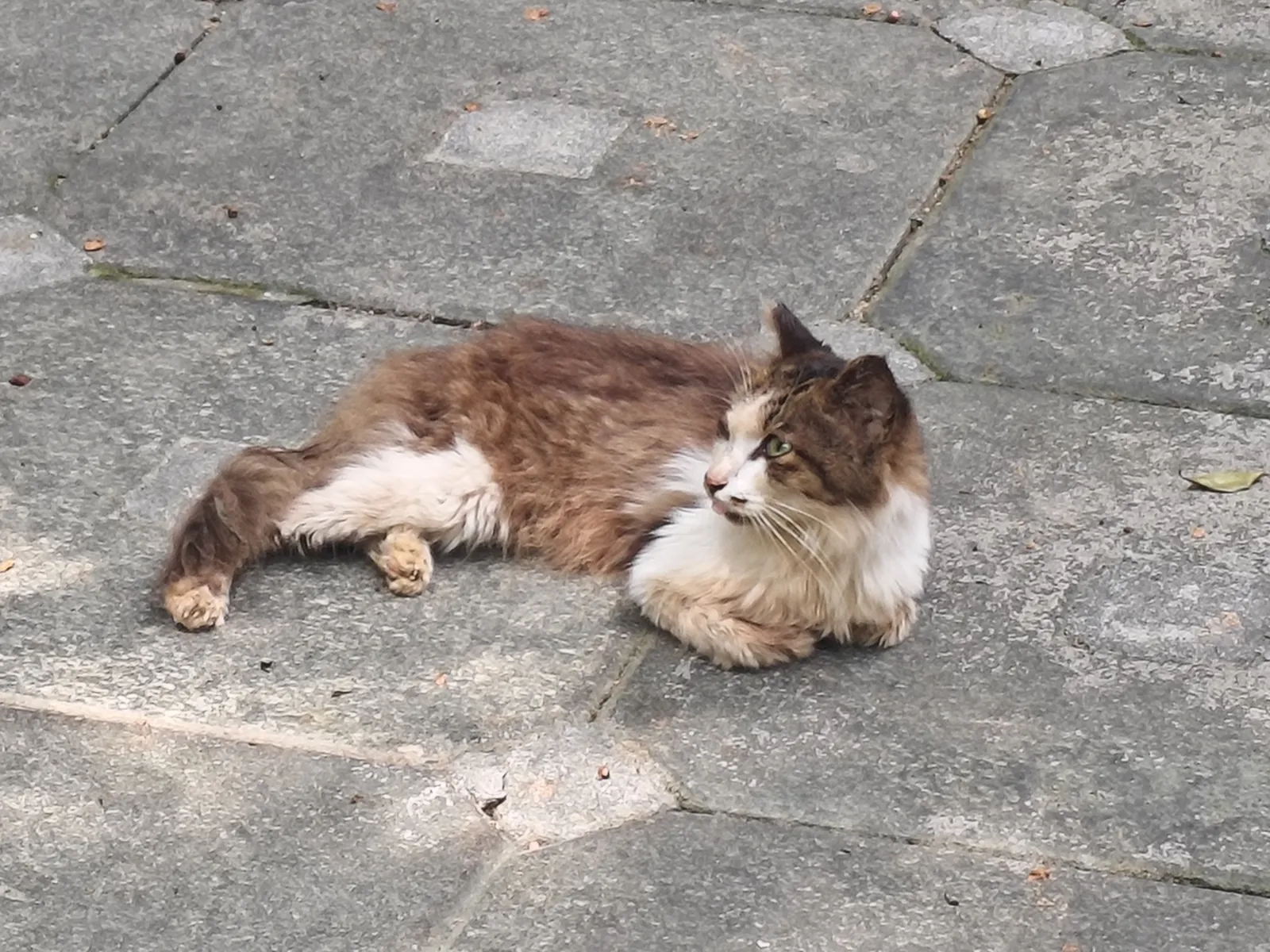 白云山猫猫图鉴 06