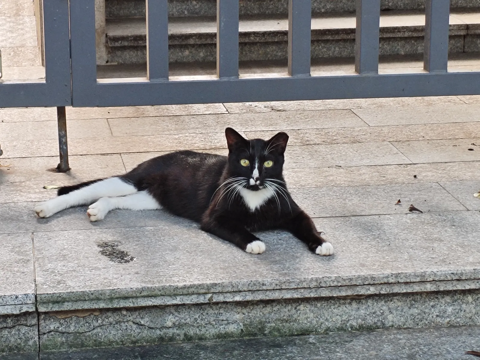 白云山猫猫图鉴 07