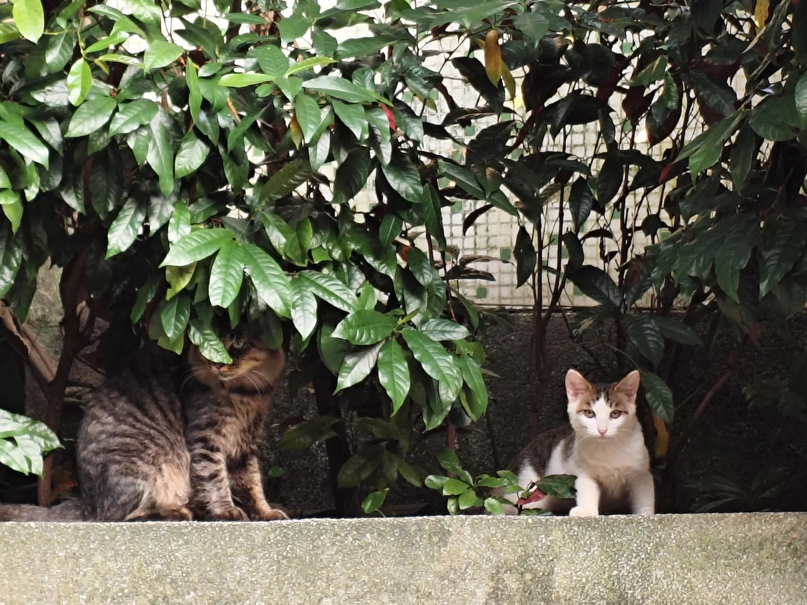白云山猫猫图鉴 08