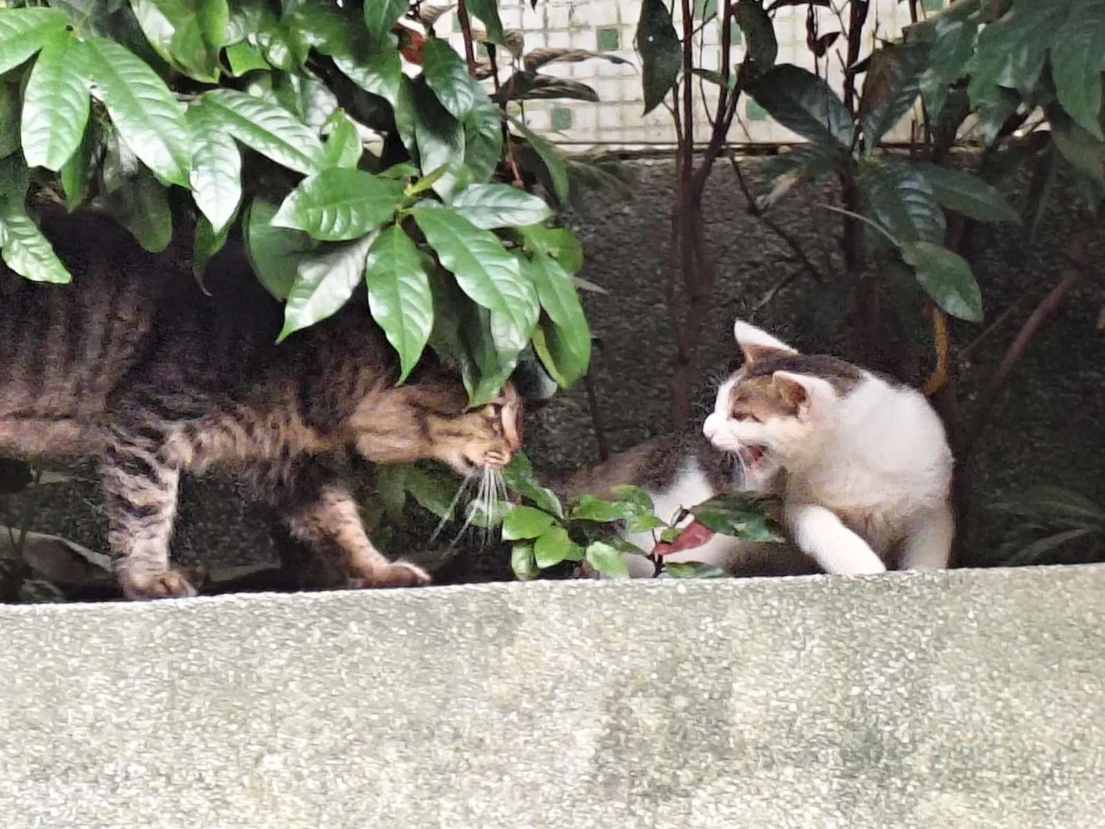 白云山猫猫图鉴 09
