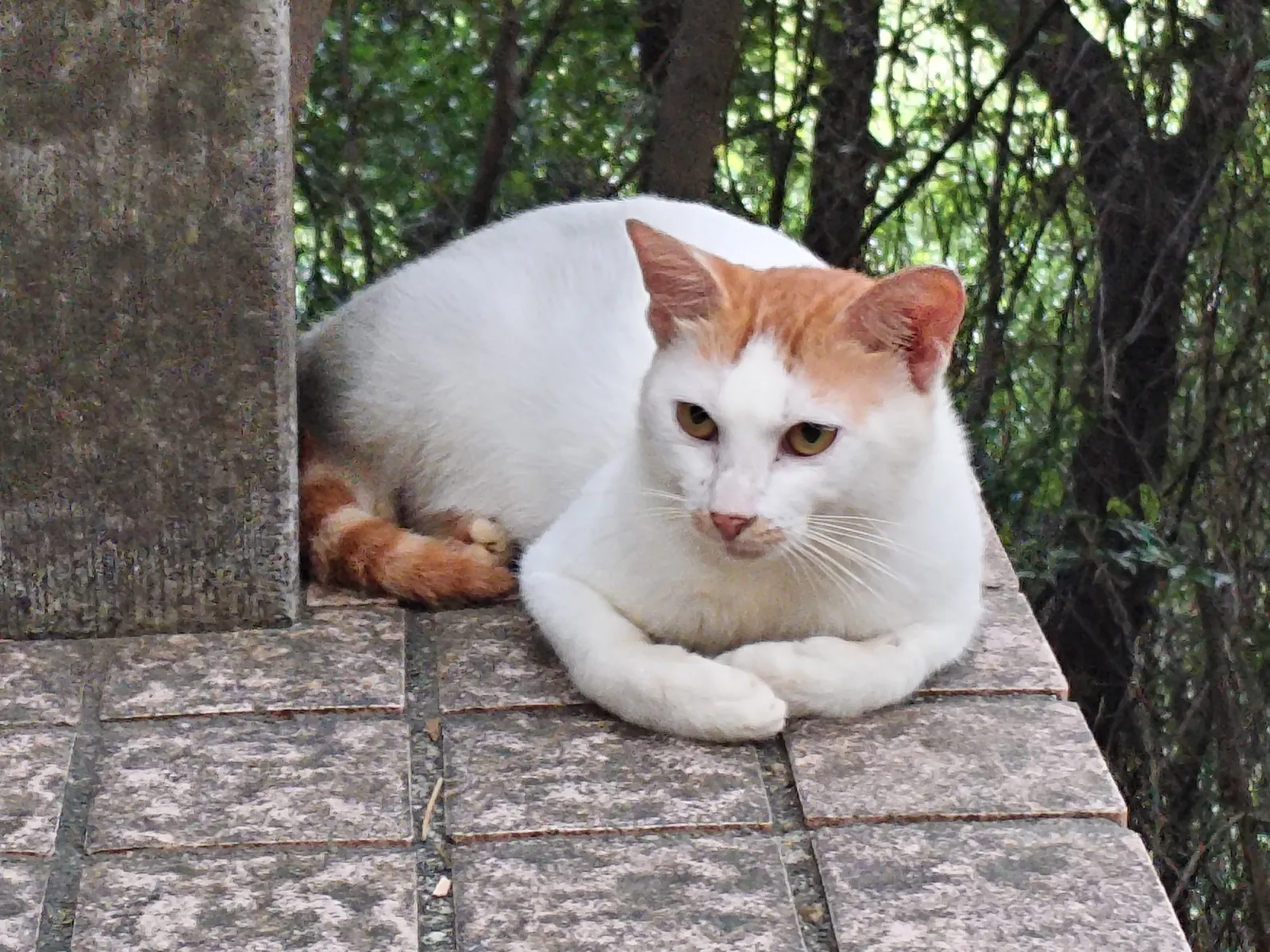 白云山猫猫图鉴 10