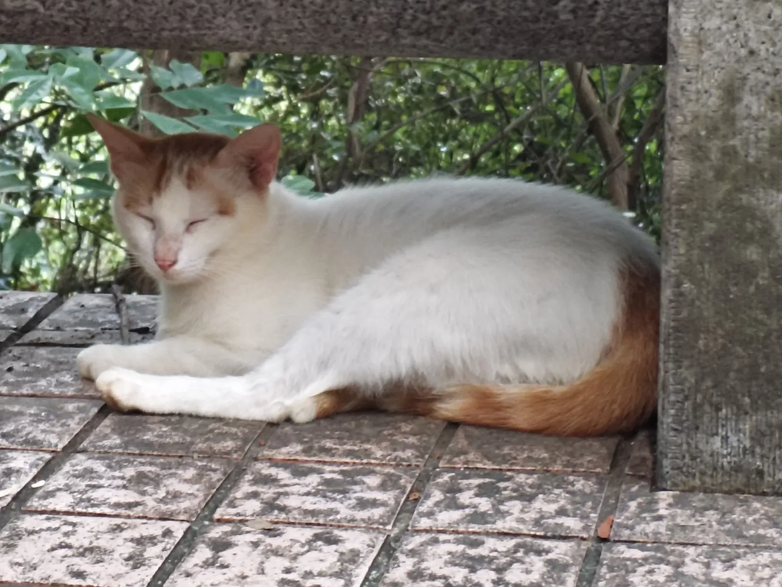 白云山猫猫图鉴 11