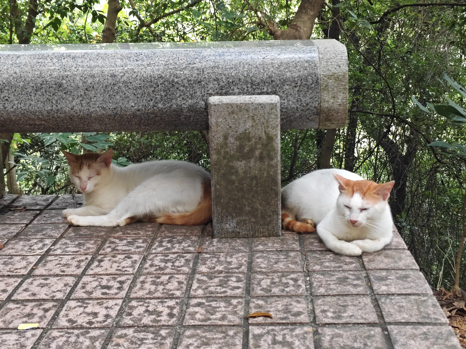 白云山猫猫图鉴 12