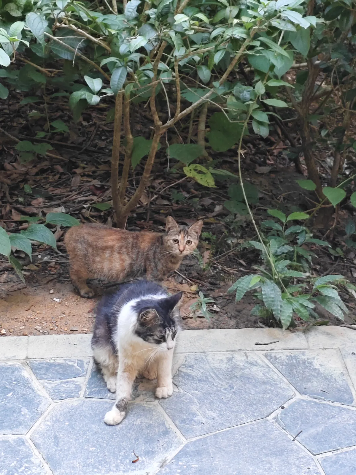 白云山猫猫图鉴 13
