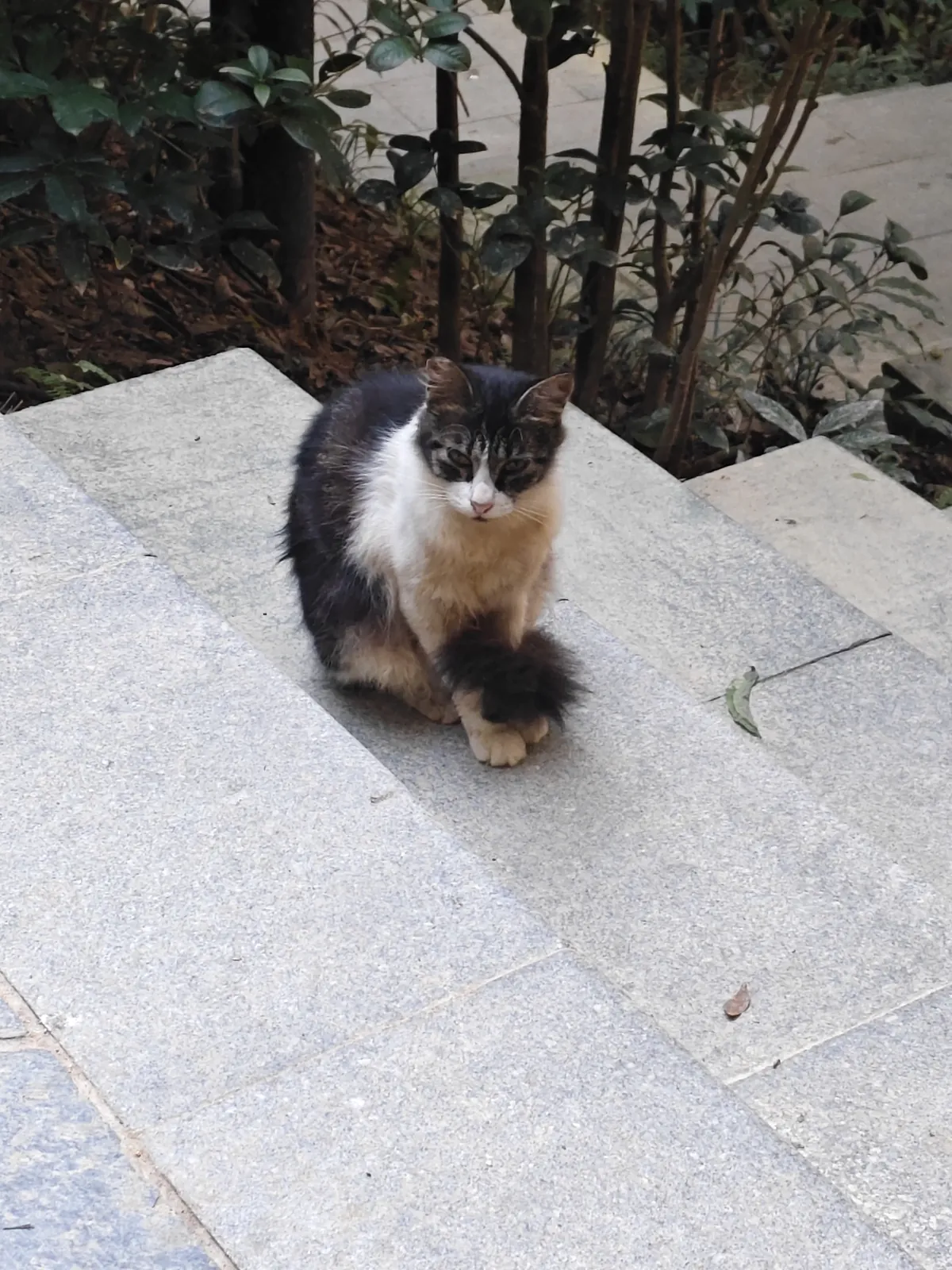 白云山猫猫图鉴 14