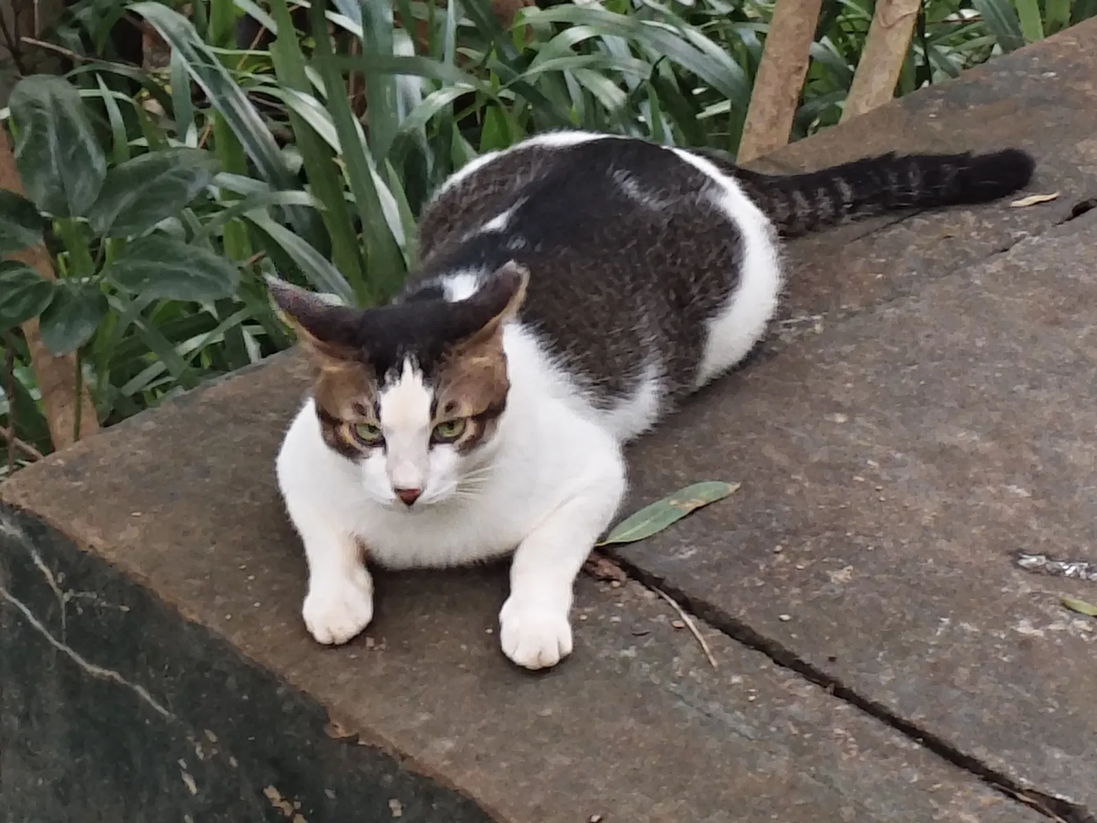 白云山猫猫图鉴 15