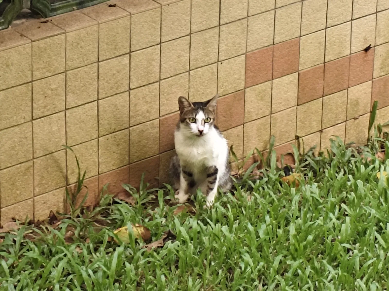 白云山猫猫图鉴 16