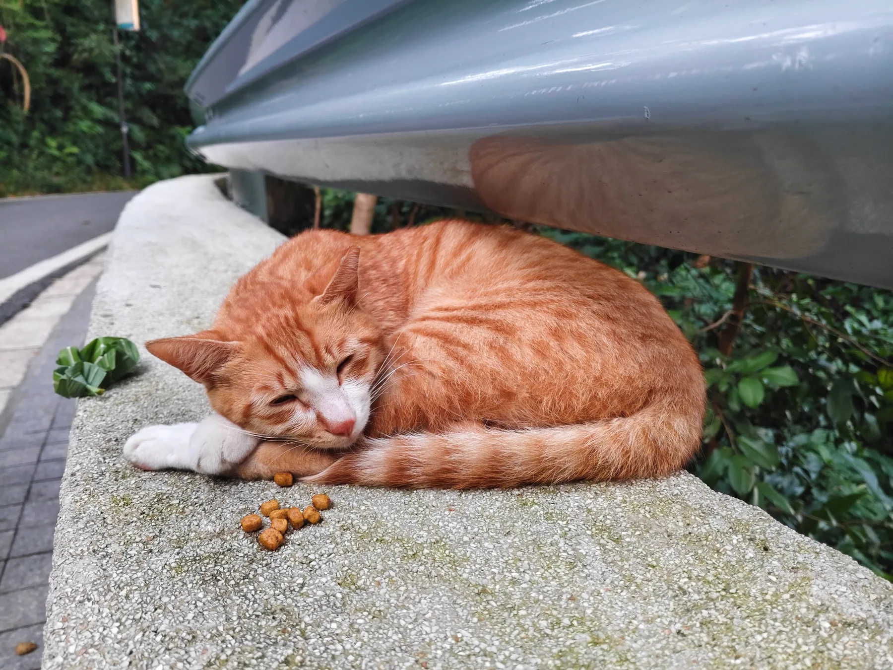 白云山猫猫图鉴 17